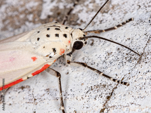 Ornate Bella Moth of the species Utetheisa ornatrix photo