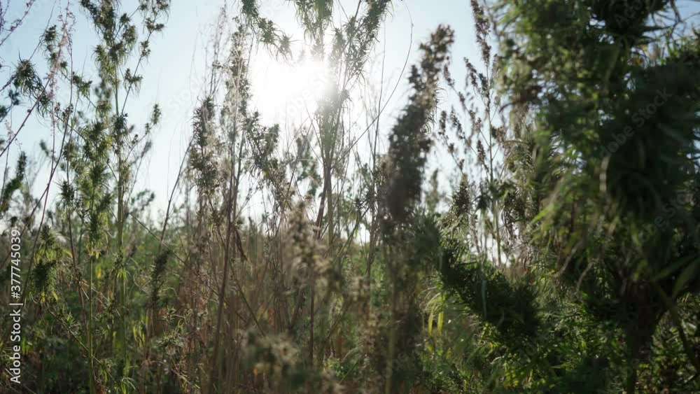 Marijuana plantation in sunlight, mature plants Marijuana plantation in sunlight, mature plants