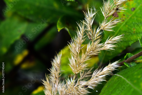 dry ear of reed grass on a background of foliage