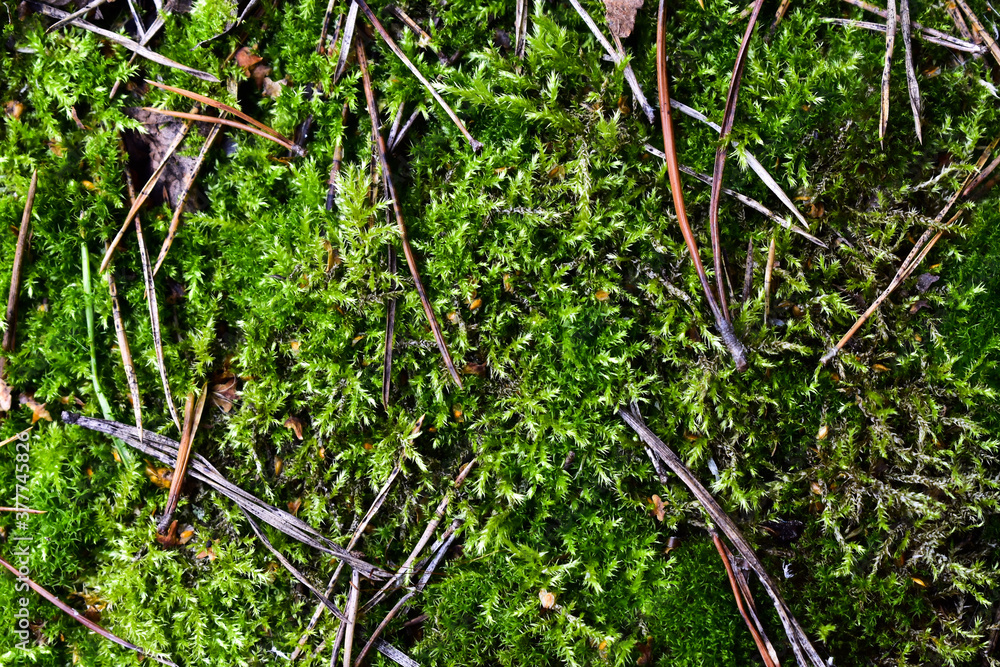 old spruce needles on moss old spruce needles on moss