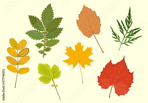 Set of colored autumn leaves. Vector illustration