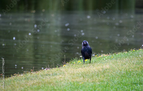 Jackdaw strolling by a canal photo