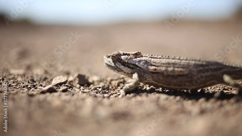 low view of a chameleon crossing a gravel road photo