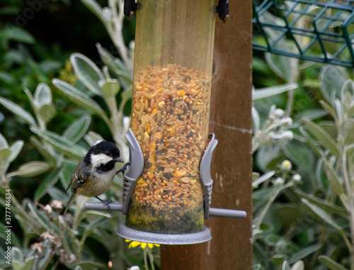 Coal Tit Feeding photo