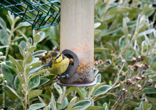 A juvenile blue tit feeding photo