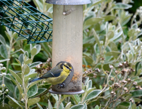 A juvenile blue tit feeding photo