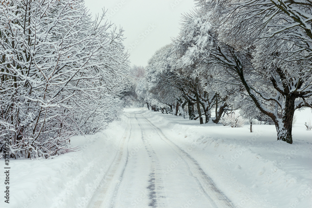 Fototapeta premium Snow alley in winter forest