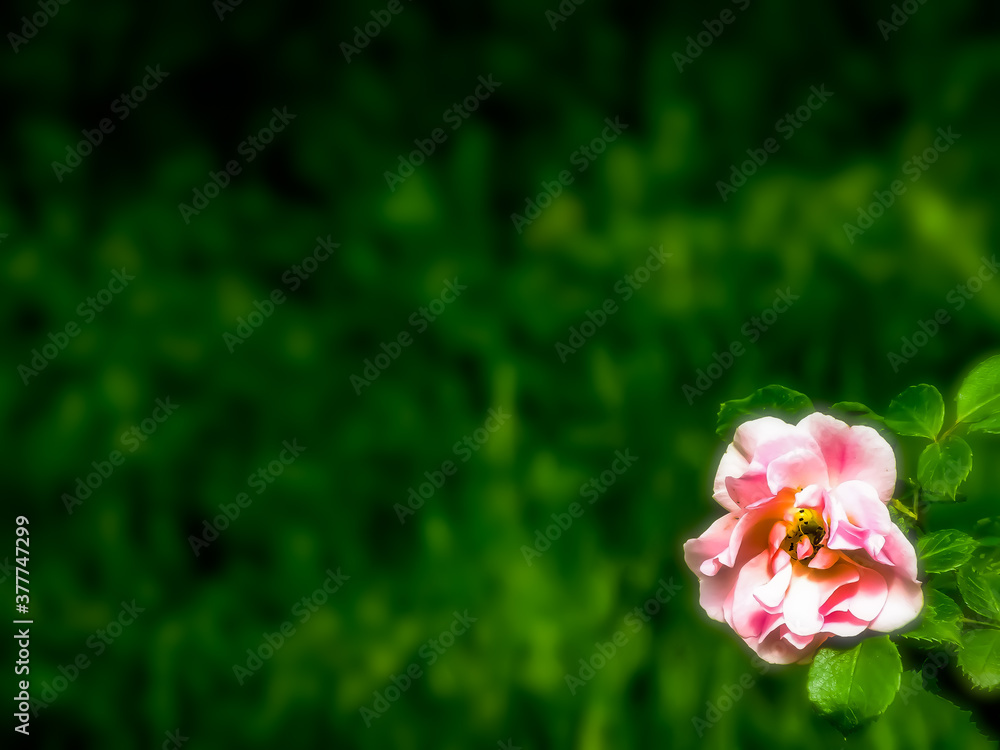 Obraz premium ...rose...