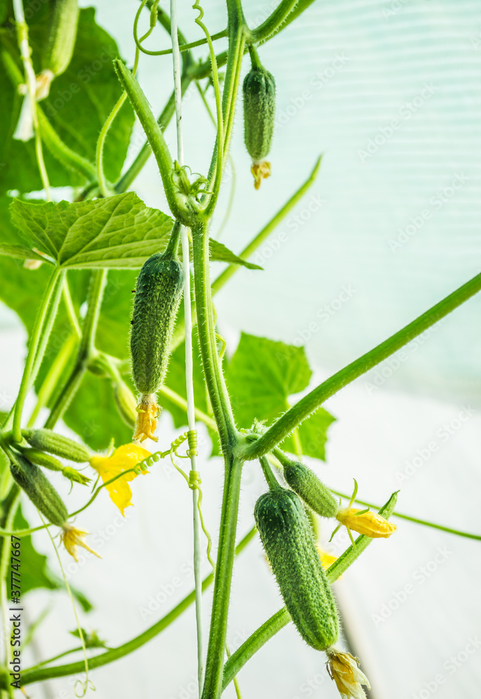 Tiny unripe cucumbers for the winter under the greenhouse Tiny unripe cucumbers for the winter under the greenhouse