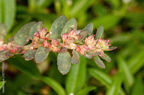 Brazilian Red Caustic Creeper of the species Euphorbia thymifolia photo