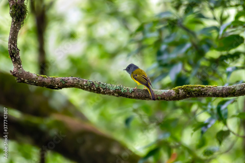 Grey Headed Canary Flycatcher perched on tree