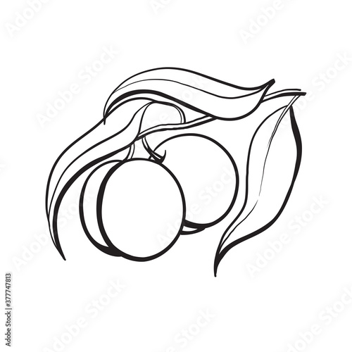 peach fruit line drawing