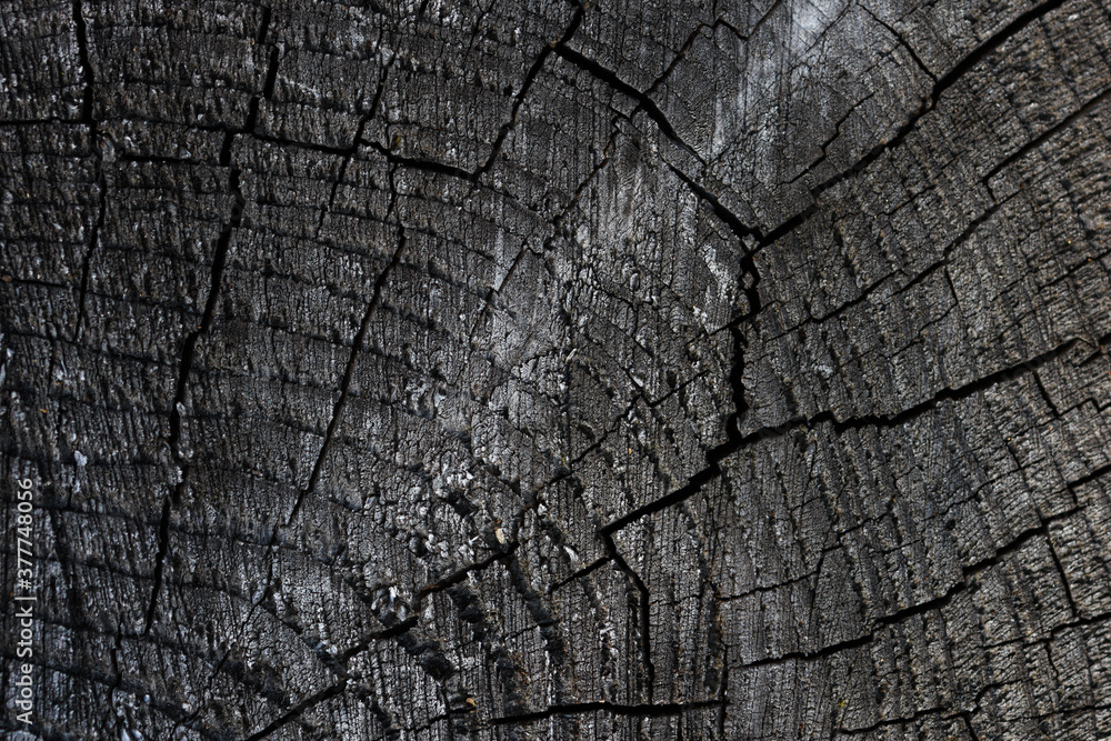 Fototapeta premium old wood texture