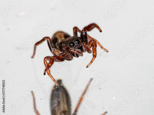 Brazilian jumping spider of the species Breda modesta photo