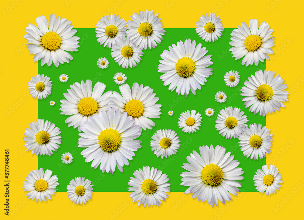 group of cheerful daisies on a bright yellow-green background