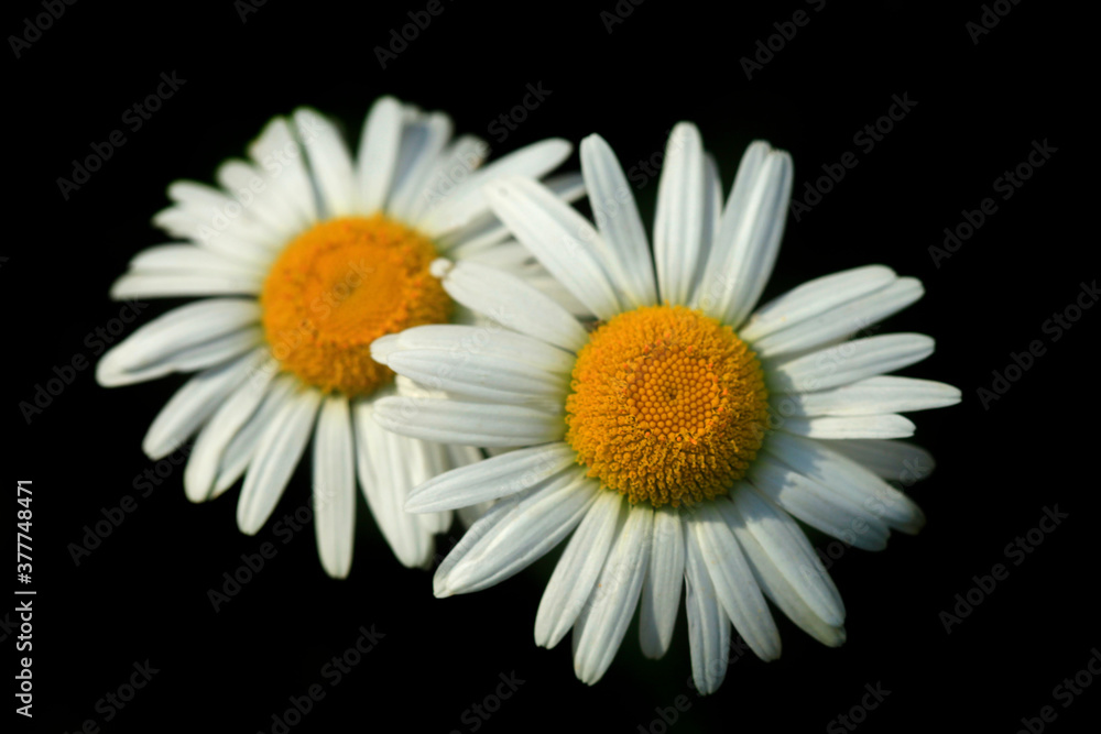 Obraz premium White petals of chamomile on black background