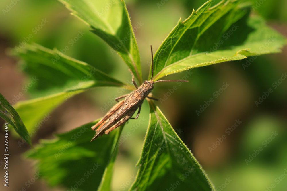 Cute grasshopper sitting on green plant Cute grasshopper sitting on green plant