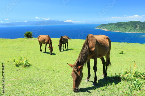 都井岬の御崎馬