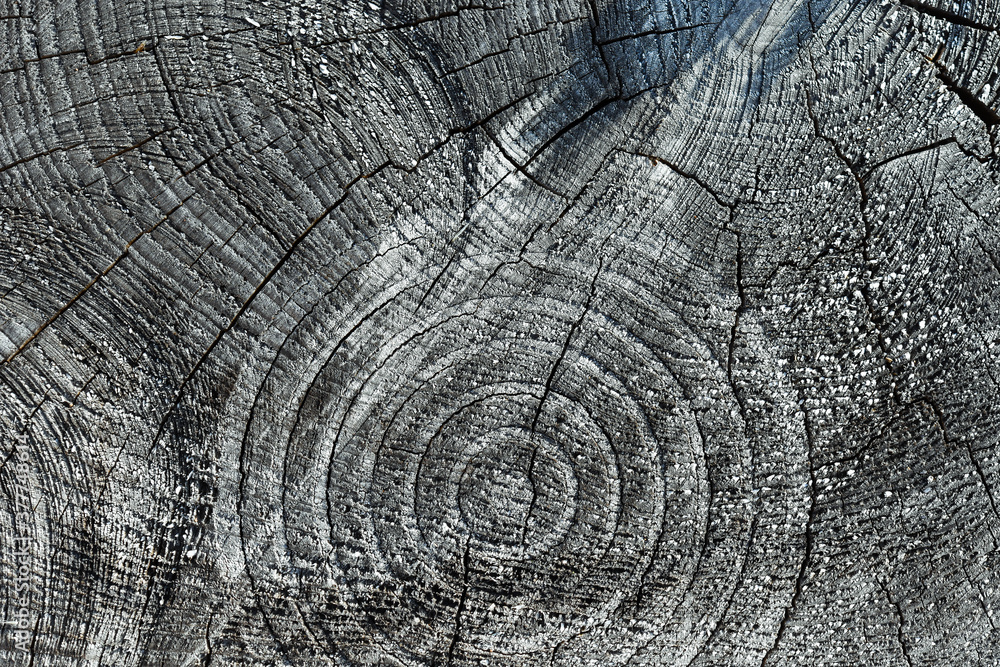 Fototapeta premium old wood texture