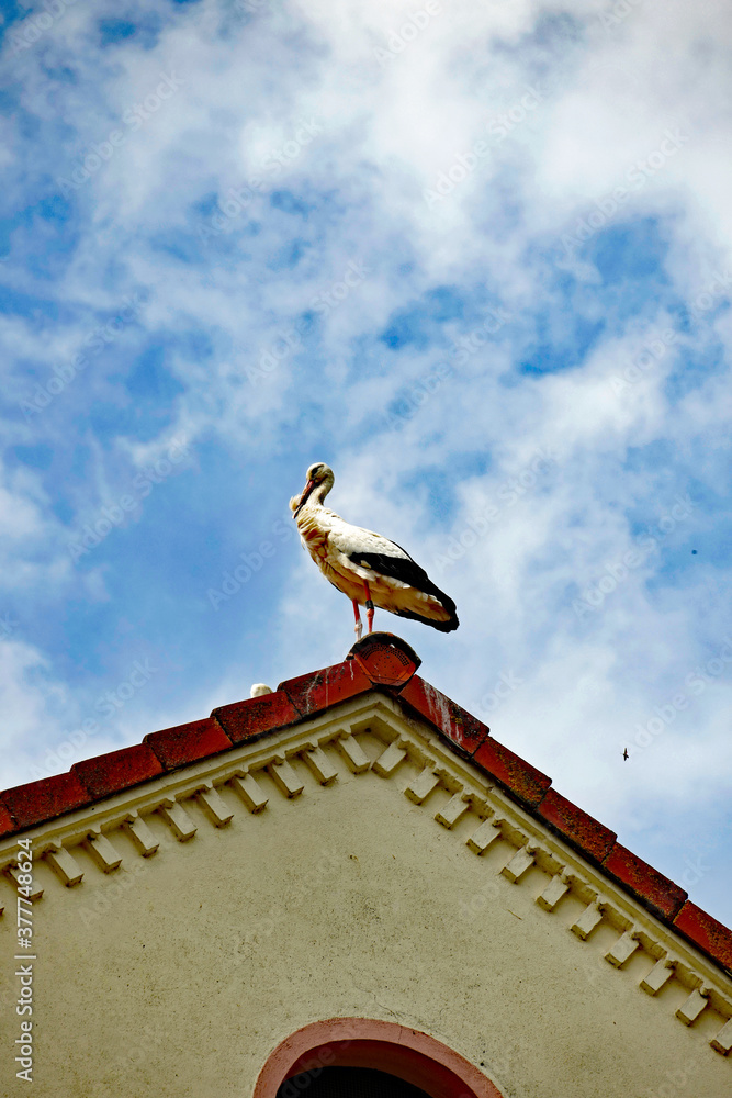 Rühstädt in der Prignitz Storch auf Dachgiebel Rühstädt in der Prignitz Storch auf Dachgiebel