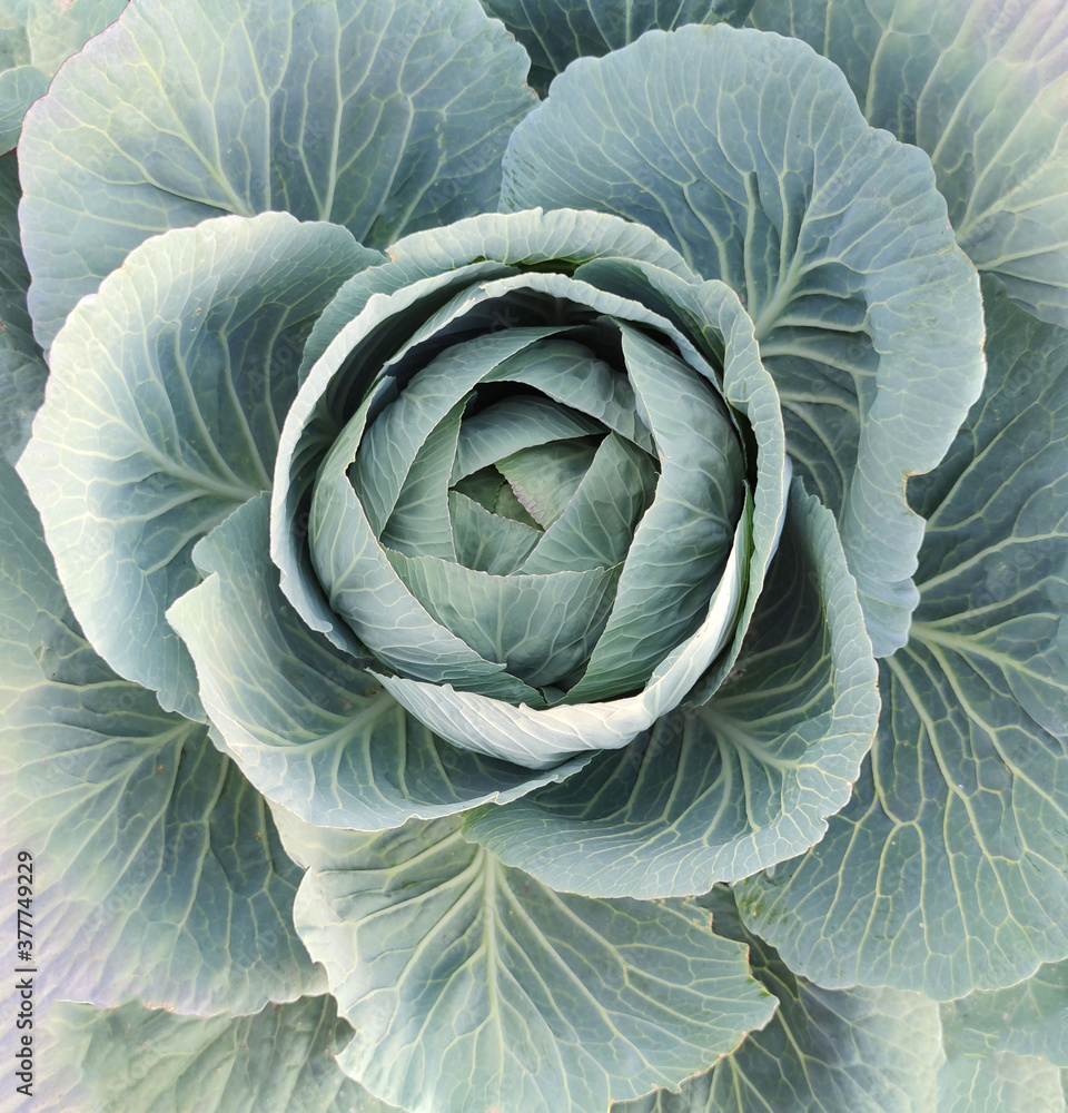Fototapeta premium white cabbage in the garden