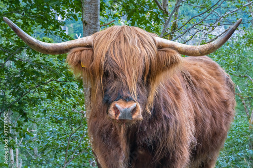 A Highland bull on the shores of the Naeroyfjord, in the Aurland Municipality in Vestland county, Norway.