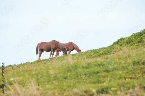 black horse eating grass at mountains field © phpetrunina14