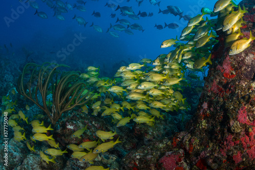 Fototapeta Naklejka Na Ścianę i Meble -  Colourful underwater life at St Martin