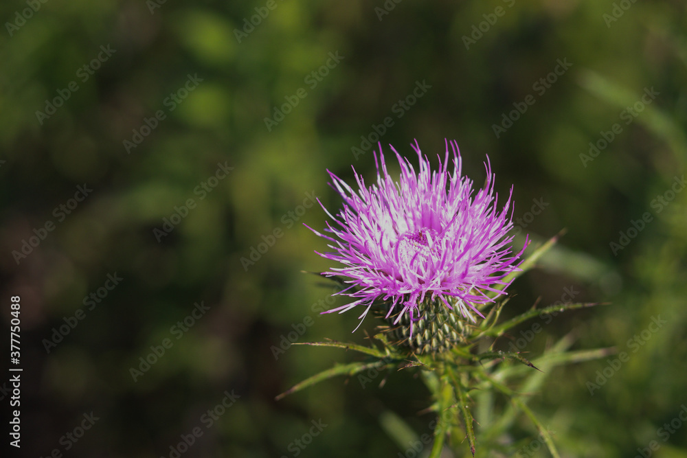 flower flower