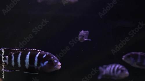 Malawi cichlids. Fish of the genus Cynotilapia in the aquarium photo