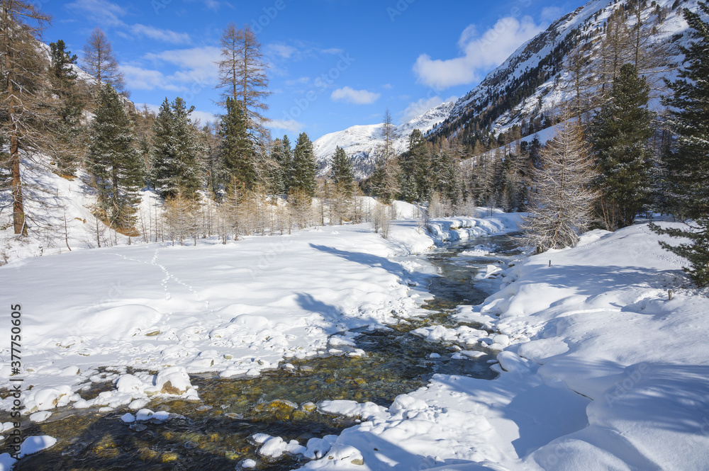 Snowy landscape with Roseg river and a larch forest, Roseg valley, Pontresina, canton of Grisons, Engadin, Switzerland
