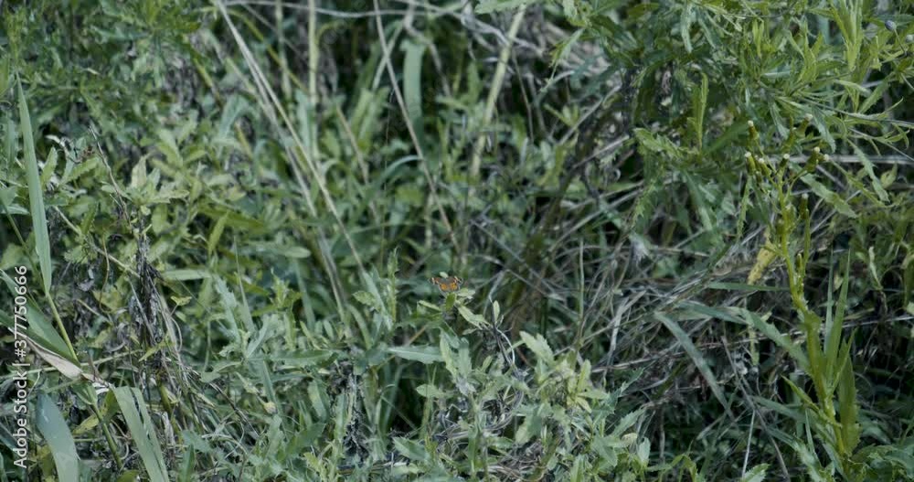 A butterfly atop foliage at the edge of a corn field, leaving the foliage near the end of the clip. A butterfly atop foliage at the edge of a corn field, leaving the foliage near the end of the clip.