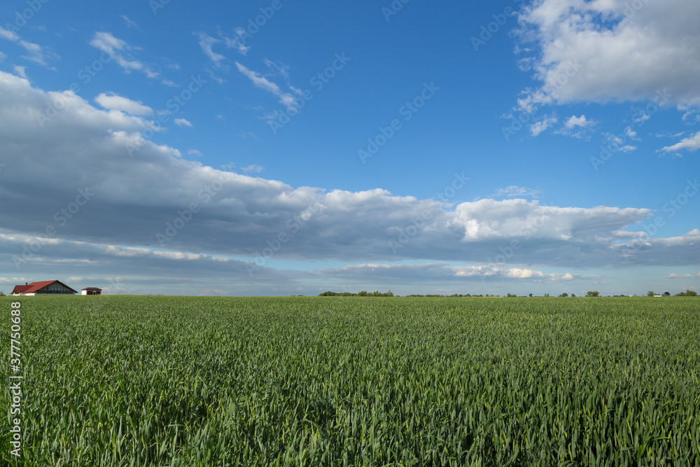 Pole zielonej pszenicy na tle błękitnego nieba z chmurami