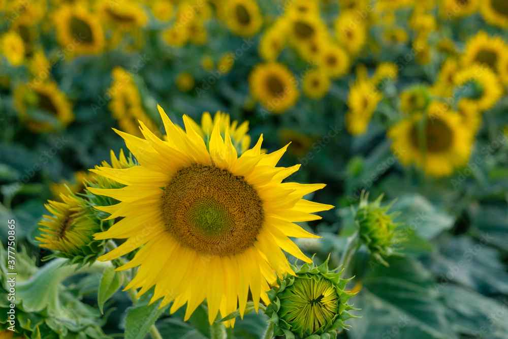 Large sunflower in the foreground with a sunflower field in the background