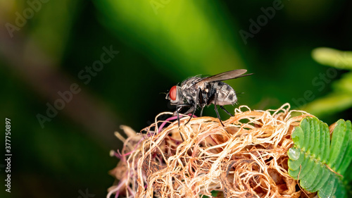 House Fly of the Family Muscidae photo