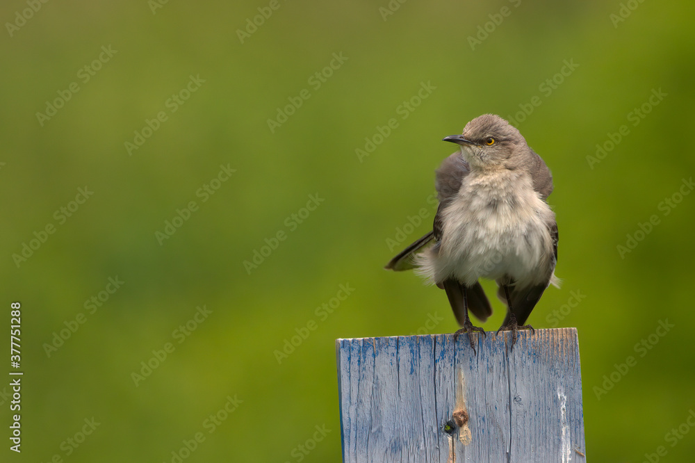 Fototapeta premium Northern Mockingbird Perched On Bird Box