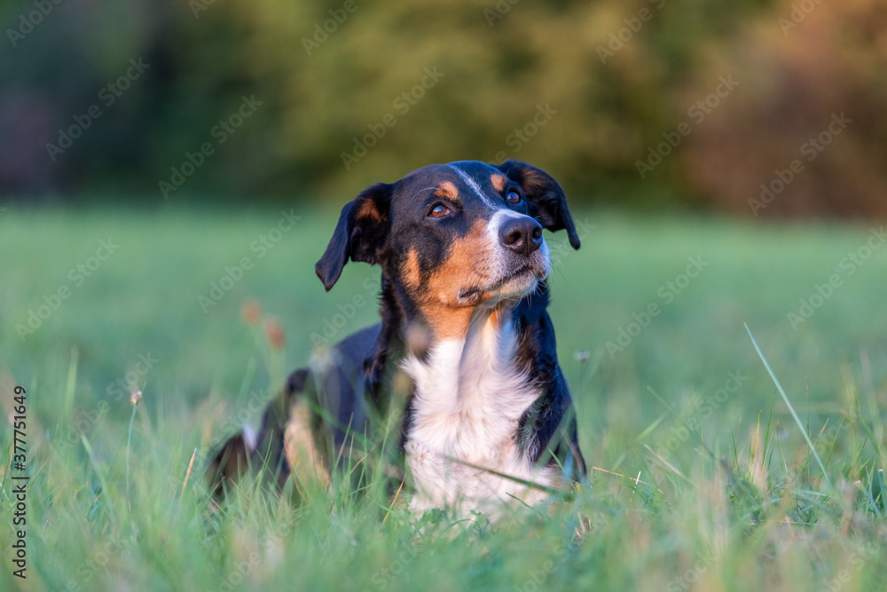 Portrait of appenzeller mountain dog, lying on the summer field, natural light Portrait of appenzeller mountain dog, lying on the summer field, natural light