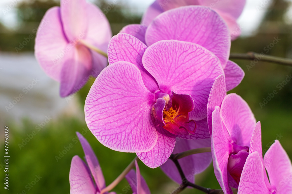 Pink orchid flower in garden, close up. Pink orchid flower in garden, close up.
