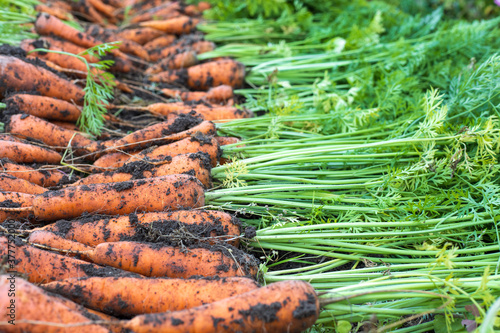 Freshly harvested carrots in organic vegetable garden, harvest at fall