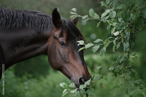 The horse is looking at me closely