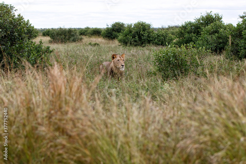 Young male lion resting in the Kruger National Park in the green season in South Africa