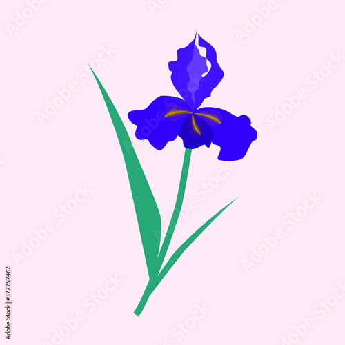  Purple İris flower vector illustration, summer garden