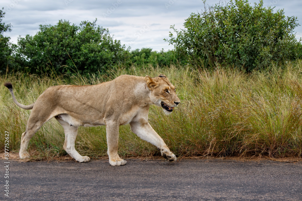 Lioness walking in the Kruger National Park in the green season in South Africa Lioness walking in the Kruger National Park in the green season in South Africa