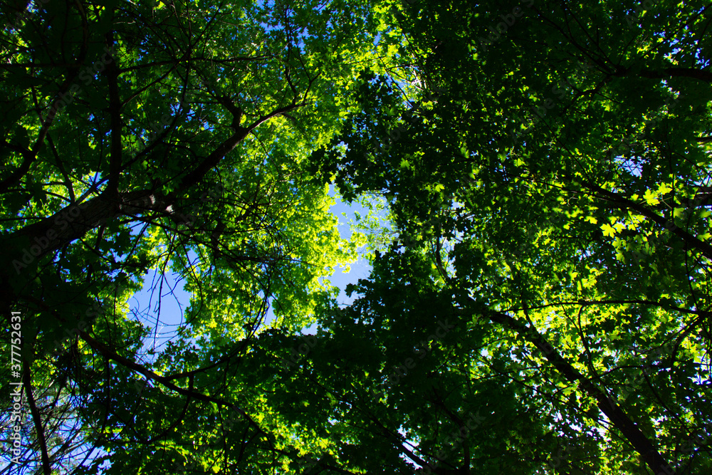 Obraz premium Sun rays shining through trees ,nature background