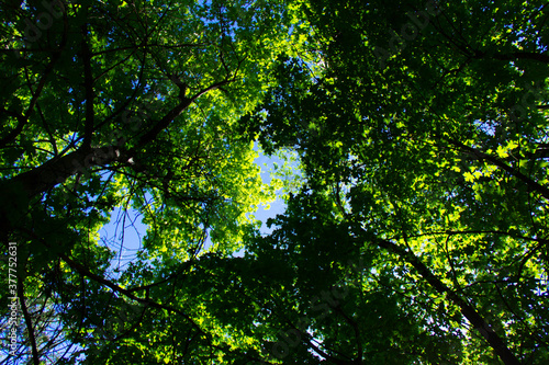 Sun rays shining through trees  nature background