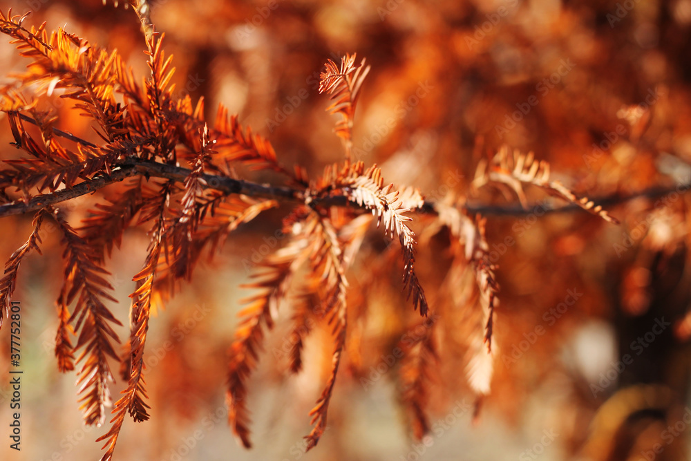 Autumn photographs with lovely autumn colors Autumn photographs with lovely autumn colors