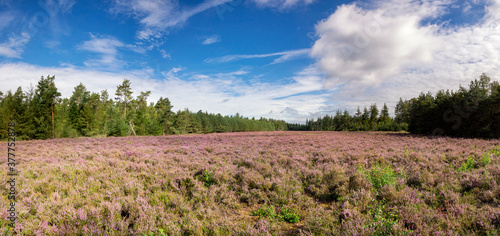 Heathland De Dellen