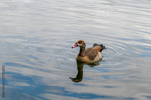 Egyptian goose, alopochen aegyptiaca, swimming on a lake with reflection photo