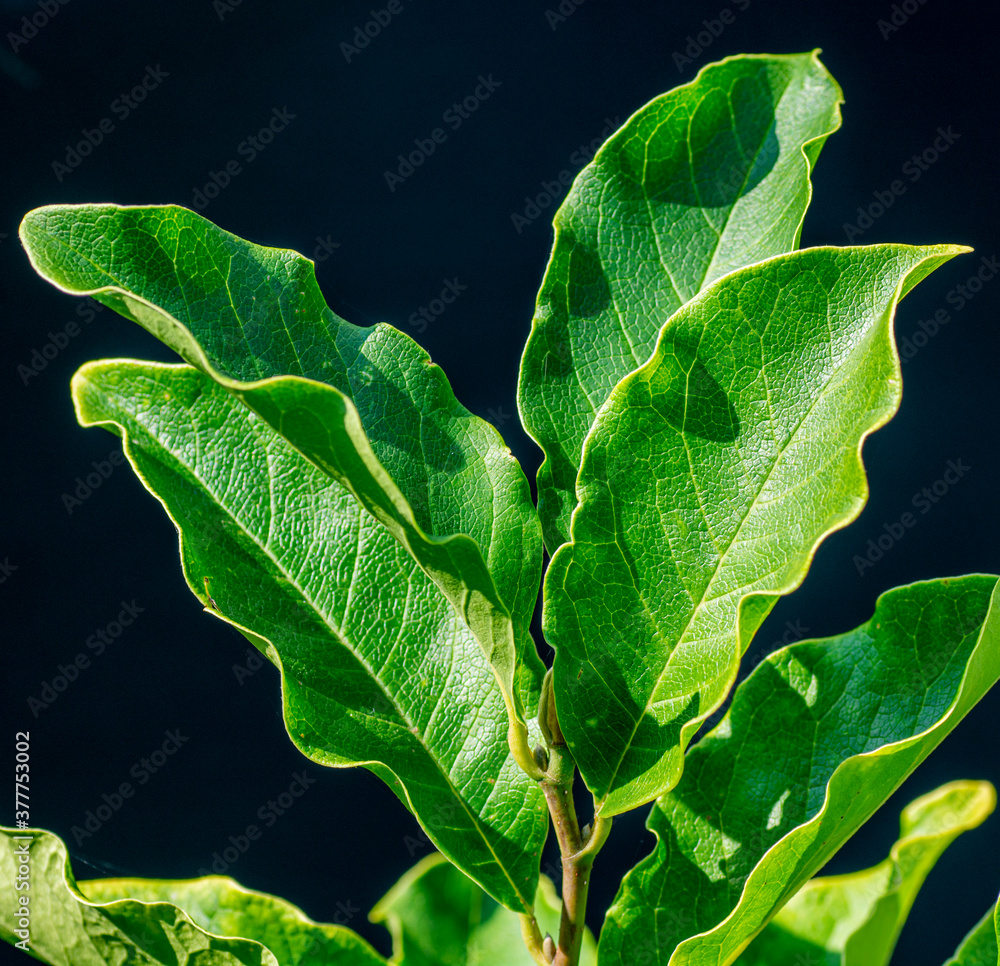 Magnolia green leaves isolated on the black background. Magnolia green leaves isolated on the black background.