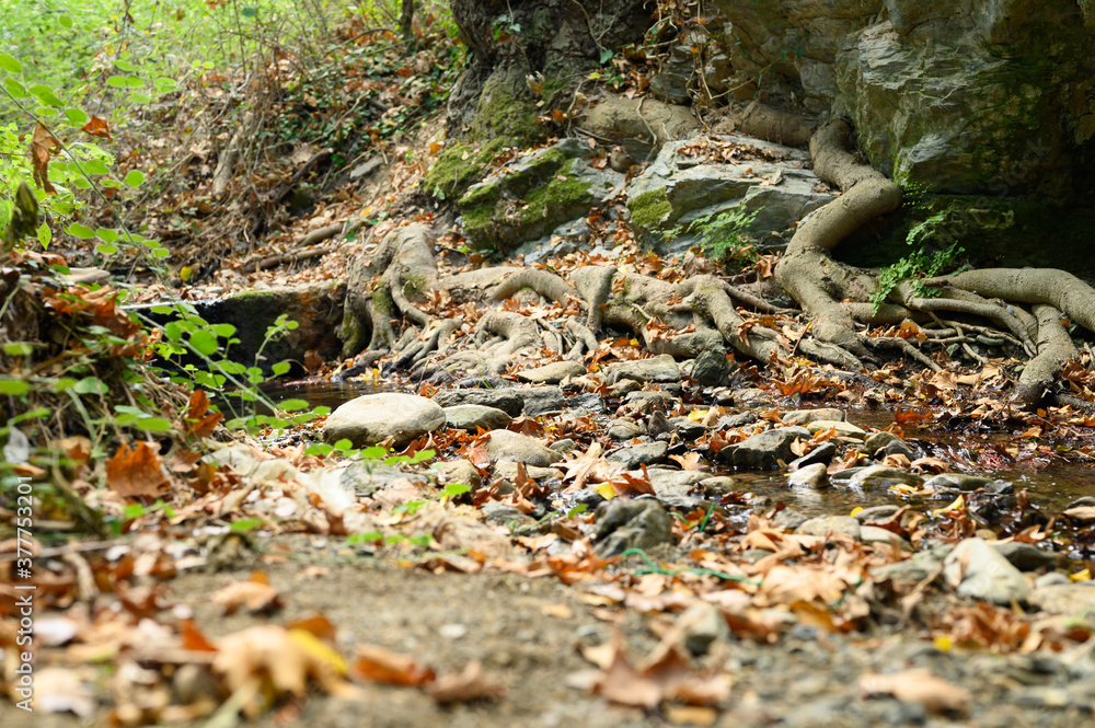 bare roots of trees growing in rocky cliffs between stones and water in autumn bare roots of trees growing in rocky cliffs between stones and water in autumn